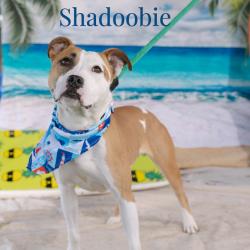 Shelter Stray Female Dog last seen , Animal Care & Control Team of Philly, 111 W Hunting Park Ave, Philadelphia, PA 19140, USA