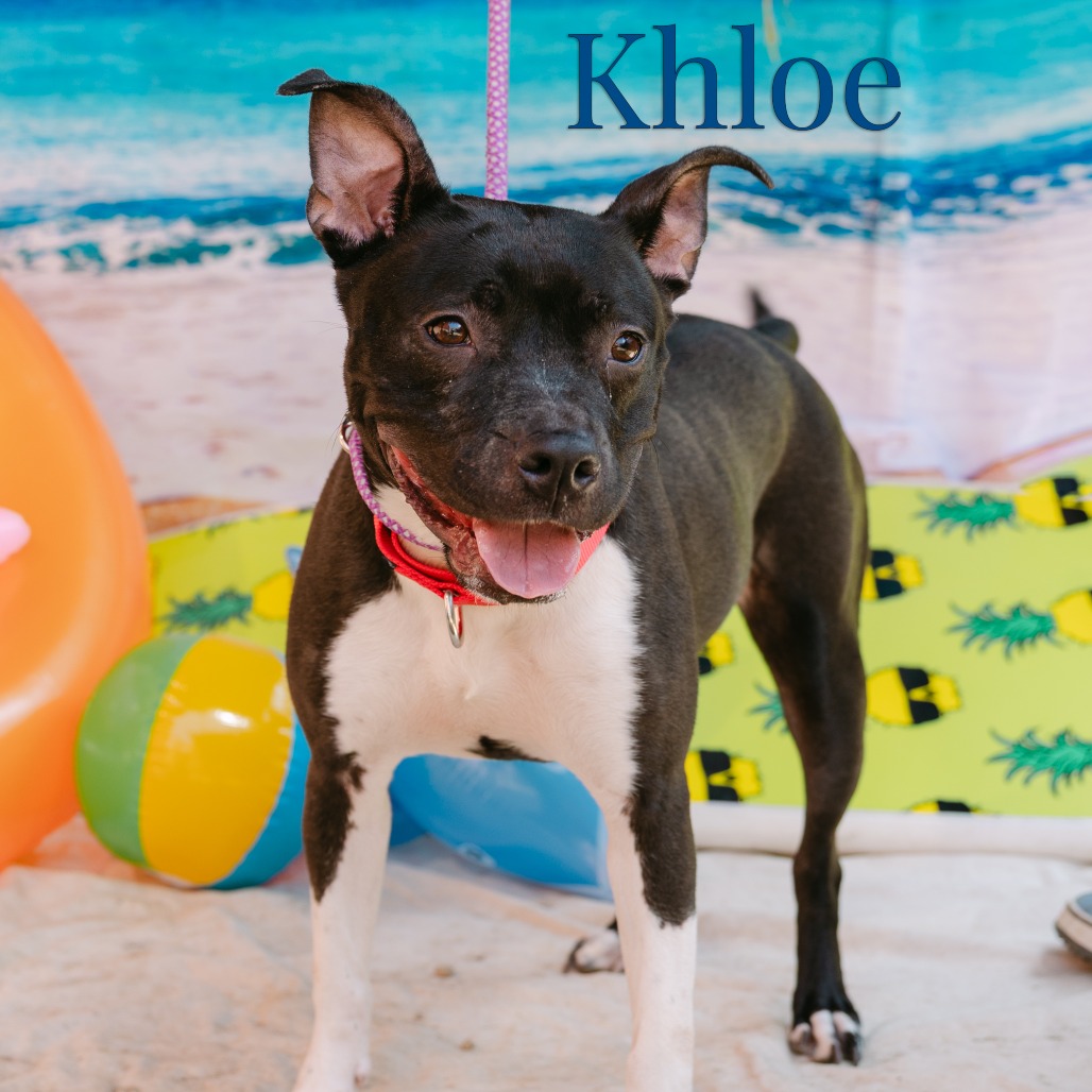 Shelter Stray Female Dog last seen , Animal Care & Control Team of Philly, 111 W Hunting Park Ave, Philadelphia, PA 19140, USA