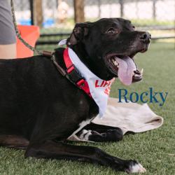 Shelter Stray Male Dog last seen , Animal Care & Control Team of Philly, 111 W Hunting Park Ave, Philadelphia, PA 19140, USA