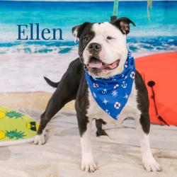 Shelter Stray Female Dog last seen , Animal Care & Control Team of Philly, 111 W Hunting Park Ave, Philadelphia, PA 19140, USA