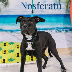 Shelter Stray Female Dog last seen , Animal Care & Control Team of Philly, 111 W Hunting Park Ave, Philadelphia, PA 19140, USA