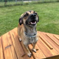 Shelter Stray Female Dog last seen , 825 W Jefferson St, Tipton, IN 46072, USA