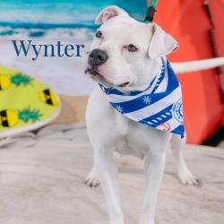 Shelter Stray Female Dog last seen , Animal Care & Control Team of Philly, 111 W Hunting Park Ave, Philadelphia, PA 19140, USA