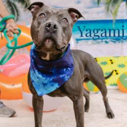 Shelter Stray Male Dog last seen , Animal Care & Control Team of Philly, 111 W Hunting Park Ave, Philadelphia, PA 19140, USA
