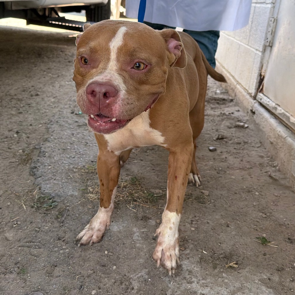 Shelter Stray Female Dog last seen , 2451 N Expressway 281, Edinburg, TX 78541, USA
