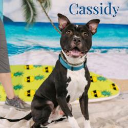 Shelter Stray Male Dog last seen , Animal Care & Control Team of Philly, 111 W Hunting Park Ave, Philadelphia, PA 19140, USA