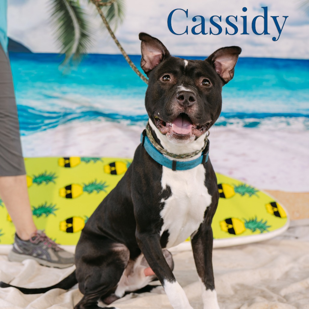 Shelter Stray Male Dog last seen , Animal Care & Control Team of Philly, 111 W Hunting Park Ave, Philadelphia, PA 19140, USA