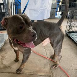 Shelter Stray Male Dog last seen , 2451 N Expressway 281, Edinburg, TX 78541, USA