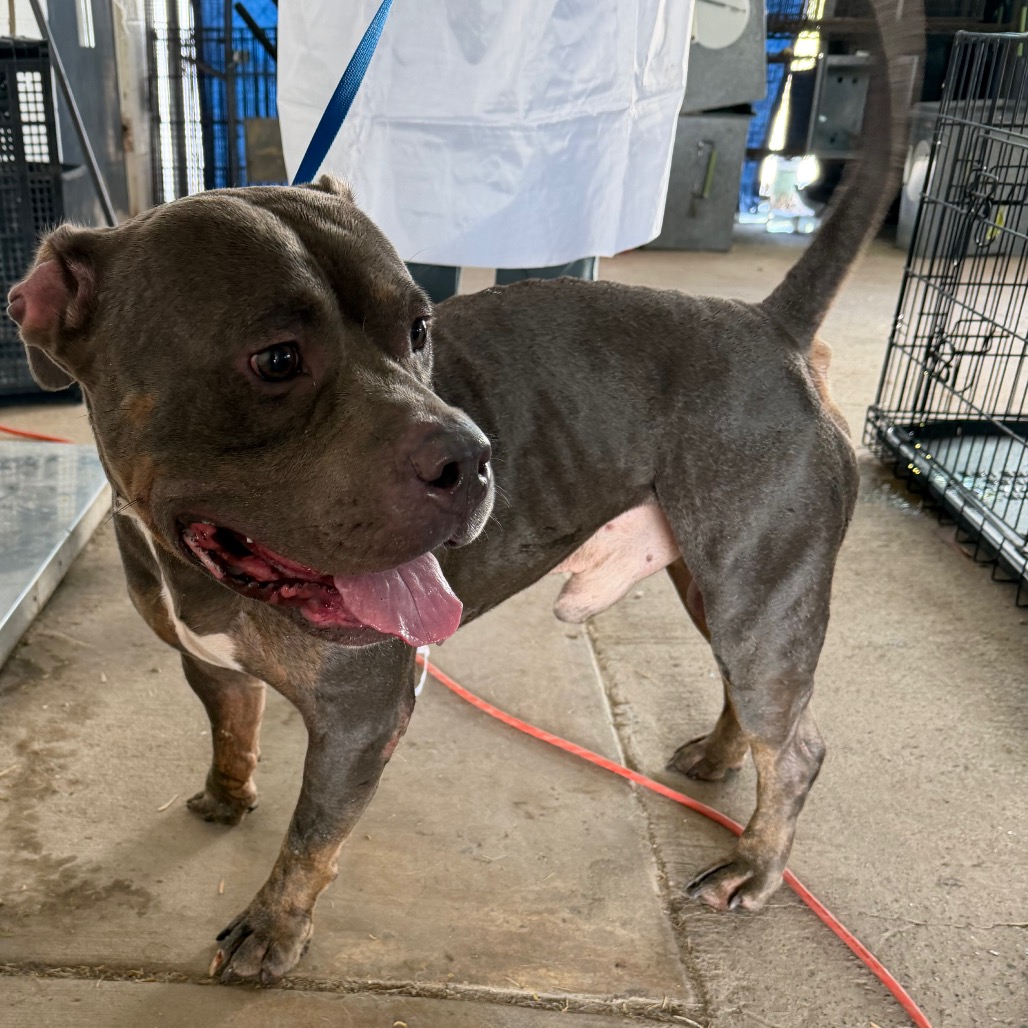 Shelter Stray Male Dog last seen , 2451 N Expressway 281, Edinburg, TX 78541, USA