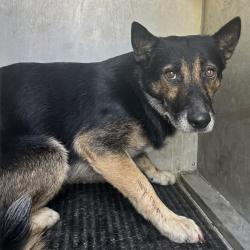 Shelter Stray Male Dog last seen , 2451 N Expressway 281, Edinburg, TX 78541, USA