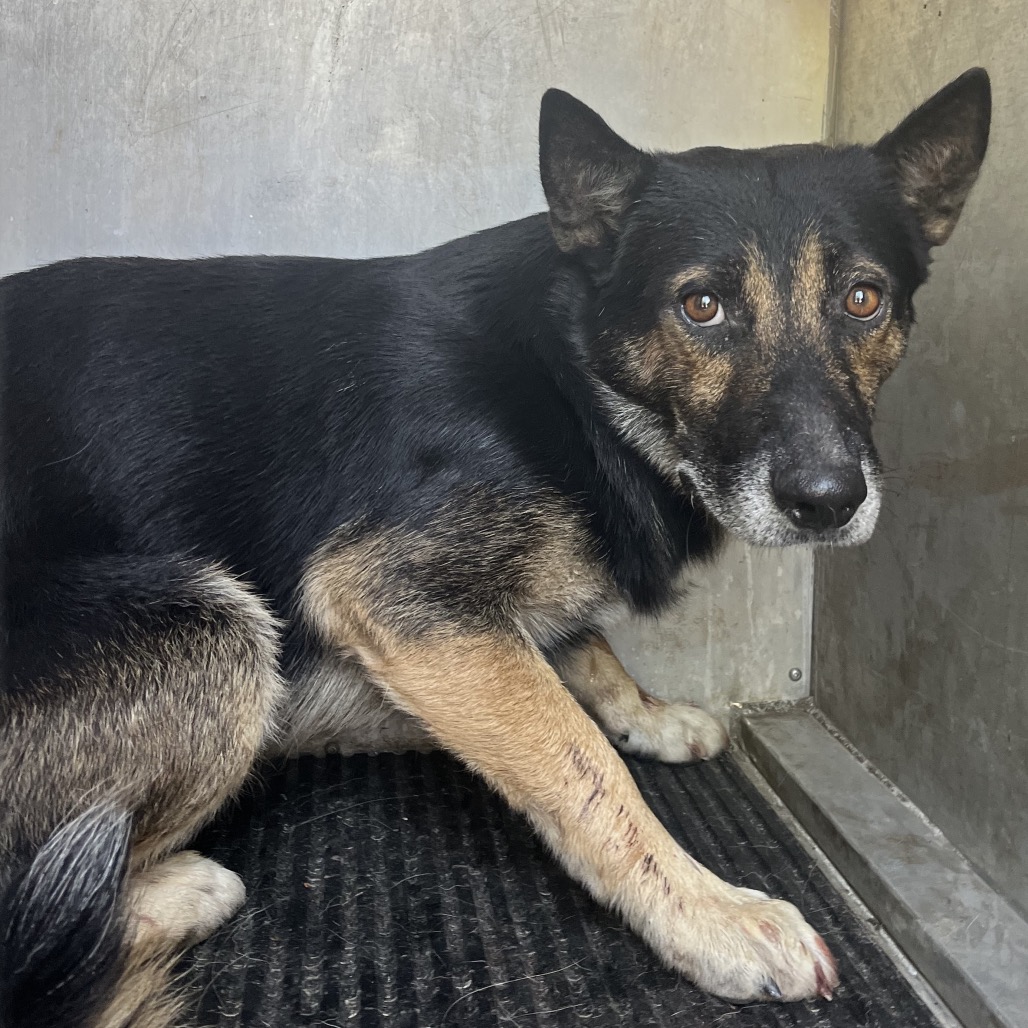 Shelter Stray Male Dog last seen , 2451 N Expressway 281, Edinburg, TX 78541, USA