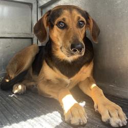 Shelter Stray Male Dog last seen , 2451 N Expressway 281, Edinburg, TX 78541, USA