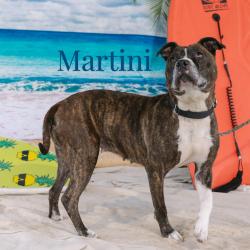 Shelter Stray Female Dog last seen , Animal Care & Control Team of Philly, 111 W Hunting Park Ave, Philadelphia, PA 19140, USA