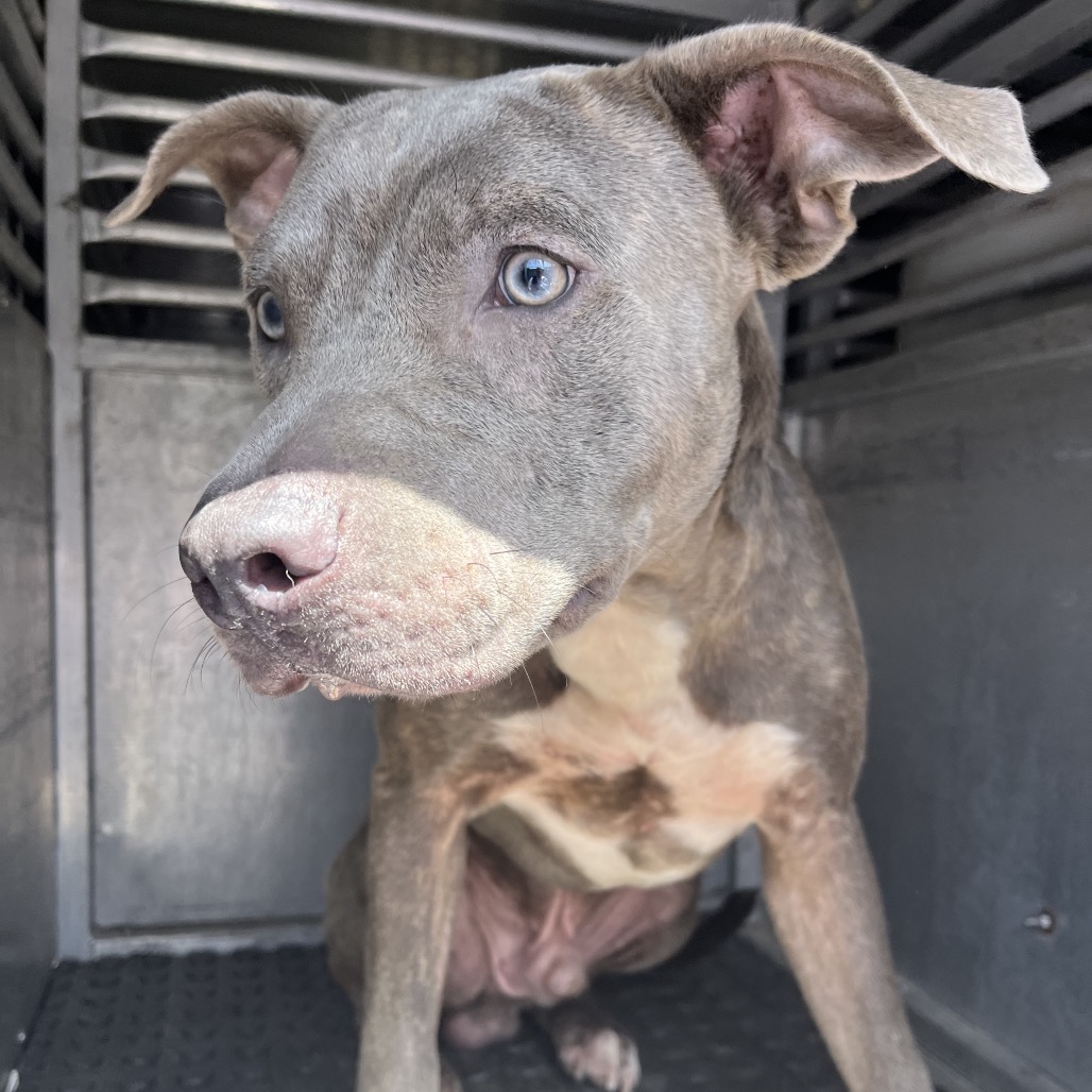 Shelter Stray Male Dog last seen , 2451 N Expressway 281, Edinburg, TX 78541, USA