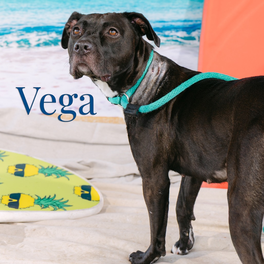 Shelter Stray Female Dog last seen , Animal Care & Control Team of Philly, 111 W Hunting Park Ave, Philadelphia, PA 19140, USA