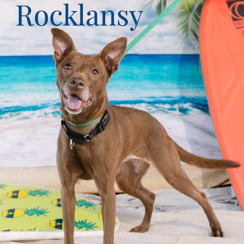 Shelter Stray Female Dog last seen , Animal Care & Control Team of Philly, 111 W Hunting Park Ave, Philadelphia, PA 19140, USA