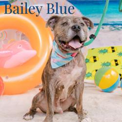 Shelter Stray Male Dog last seen , Animal Care & Control Team of Philly, 111 W Hunting Park Ave, Philadelphia, PA 19140, USA