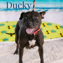 Shelter Stray Female Dog last seen , Animal Care & Control Team of Philly, 111 W Hunting Park Ave, Philadelphia, PA 19140, USA