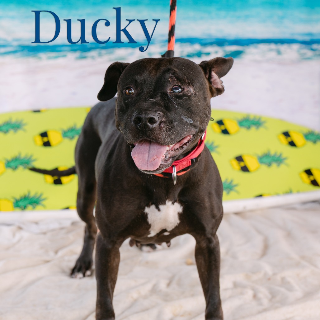 Shelter Stray Female Dog last seen , Animal Care & Control Team of Philly, 111 W Hunting Park Ave, Philadelphia, PA 19140, USA