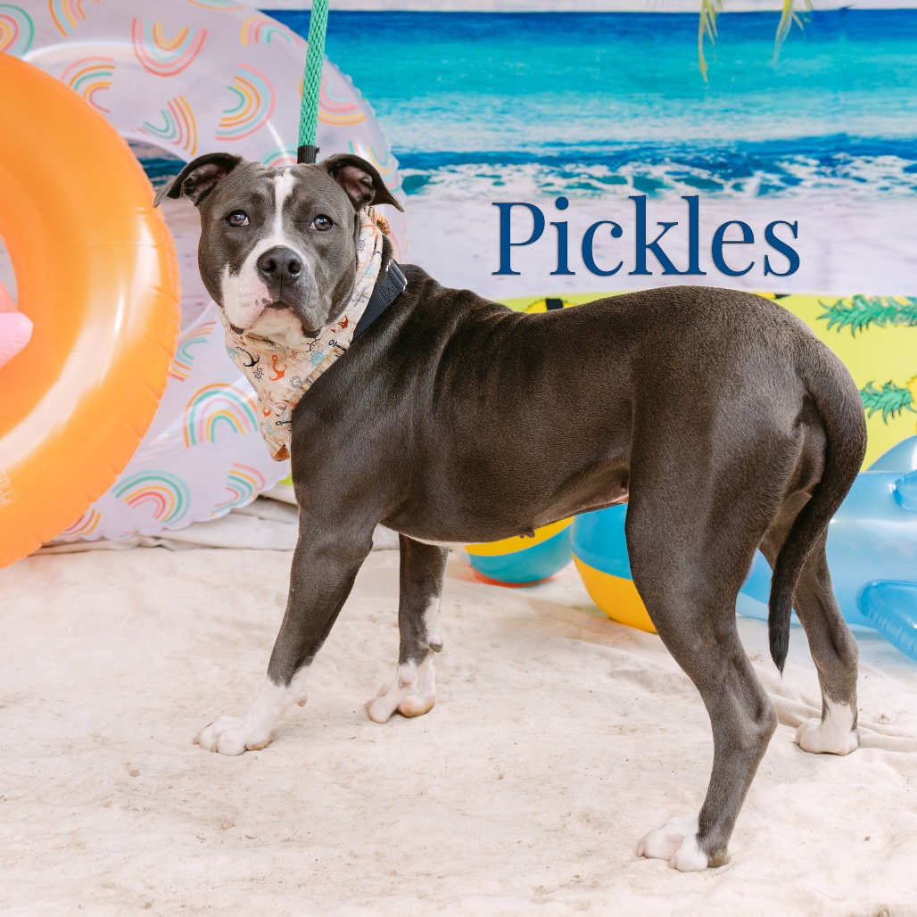 Shelter Stray Female Dog last seen , Animal Care & Control Team of Philly, 111 W Hunting Park Ave, Philadelphia, PA 19140, USA