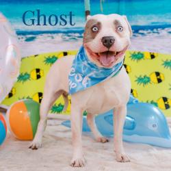 Shelter Stray Male Dog last seen , Animal Care & Control Team of Philly, 111 W Hunting Park Ave, Philadelphia, PA 19140, USA