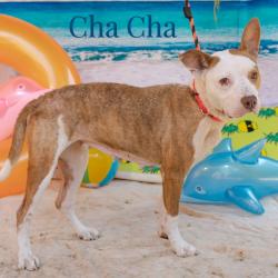 Shelter Stray Female Dog last seen , Animal Care & Control Team of Philly, 111 W Hunting Park Ave, Philadelphia, PA 19140, USA