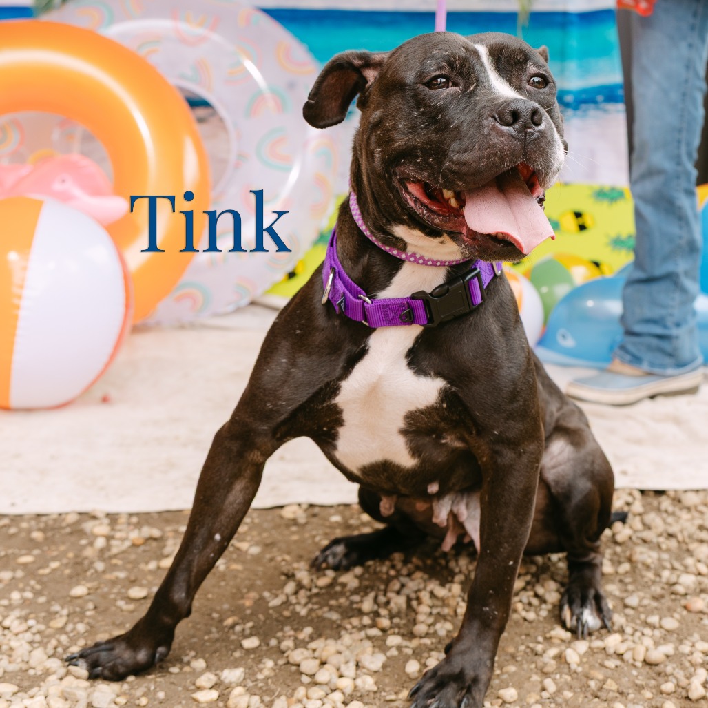 Shelter Stray Female Dog last seen , Animal Care & Control Team of Philly, 111 W Hunting Park Ave, Philadelphia, PA 19140, USA
