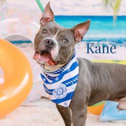 Shelter Stray Male Dog last seen , Animal Care & Control Team of Philly, 111 W Hunting Park Ave, Philadelphia, PA 19140, USA