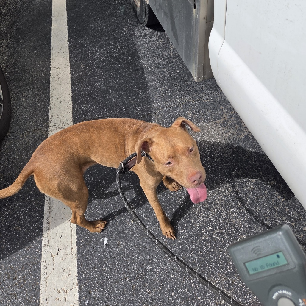 Shelter Stray Female Dog last seen , 4900 Milgen Rd, Columbus, GA 31907, USA