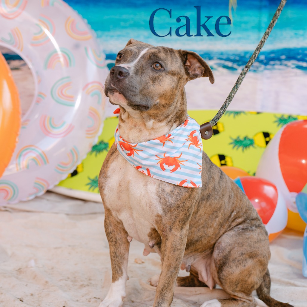 Shelter Stray Female Dog last seen , Animal Care & Control Team of Philly, 111 W Hunting Park Ave, Philadelphia, PA 19140, USA