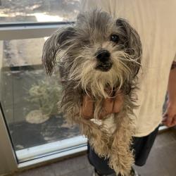 Shelter Stray Male Dog last seen , 4900 Milgen Rd, Columbus, GA 31907, USA