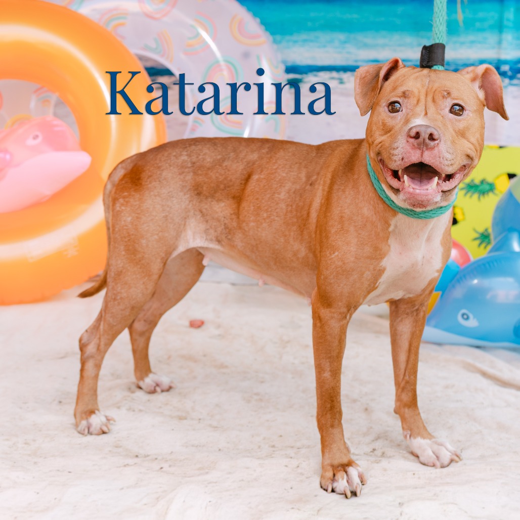 Shelter Stray Female Dog last seen , Animal Care & Control Team of Philly, 111 W Hunting Park Ave, Philadelphia, PA 19140, USA