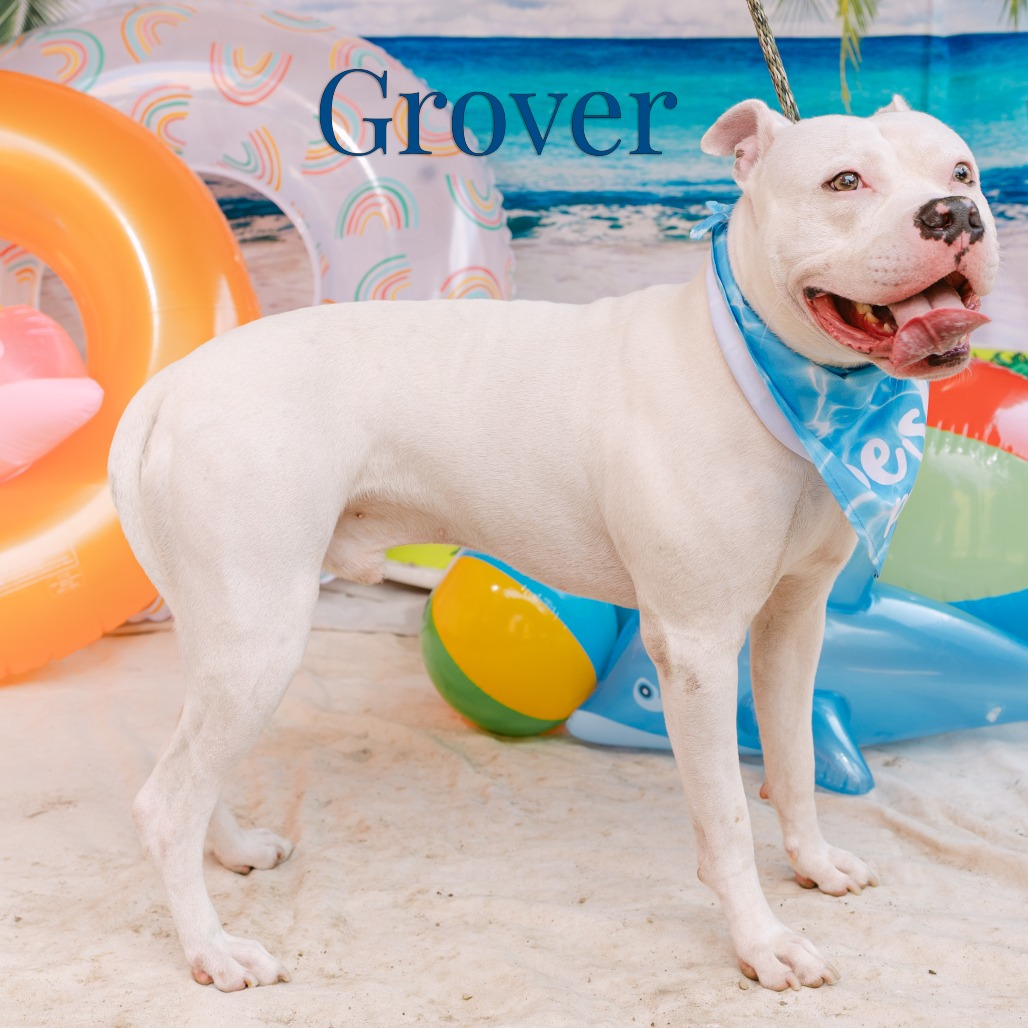 Shelter Stray Male Dog last seen , Animal Care & Control Team of Philly, 111 W Hunting Park Ave, Philadelphia, PA 19140, USA