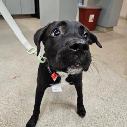 Shelter Stray Female Dog last seen , 8464 Beach Blvd, Jacksonville, FL 32216, USA