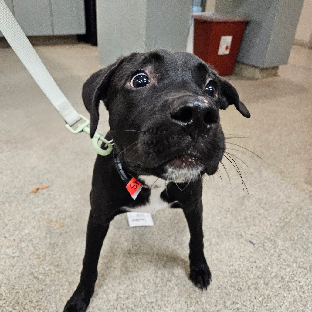 Shelter Stray Female Dog last seen , 8464 Beach Blvd, Jacksonville, FL 32216, USA