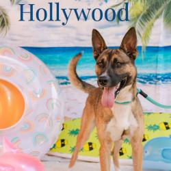 Shelter Stray Male Dog last seen , Animal Care & Control Team of Philly, 111 W Hunting Park Ave, Philadelphia, PA 19140, USA