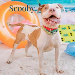 Shelter Stray Male Dog last seen , Animal Care & Control Team of Philly, 111 W Hunting Park Ave, Philadelphia, PA 19140, USA