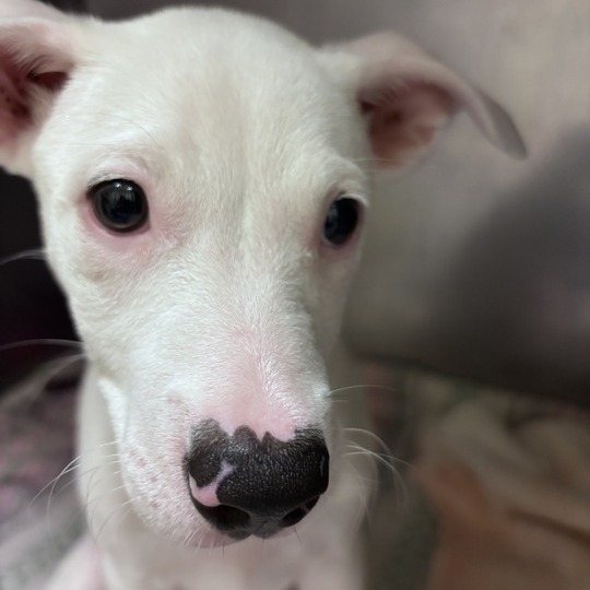 Shelter Stray Female Dog last seen , 14 Forever Friend Ln, Asheville, NC 28806, USA