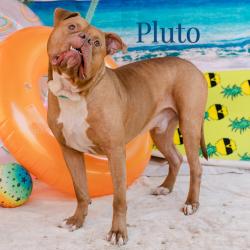 Shelter Stray Male Dog last seen , Animal Care & Control Team of Philly, 111 W Hunting Park Ave, Philadelphia, PA 19140, USA
