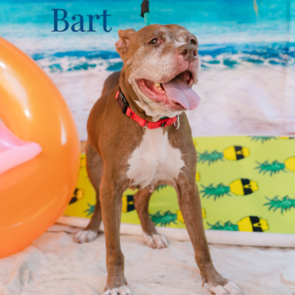 Shelter Stray Female Dog last seen , Animal Care & Control Team of Philly, 111 W Hunting Park Ave, Philadelphia, PA 19140, USA