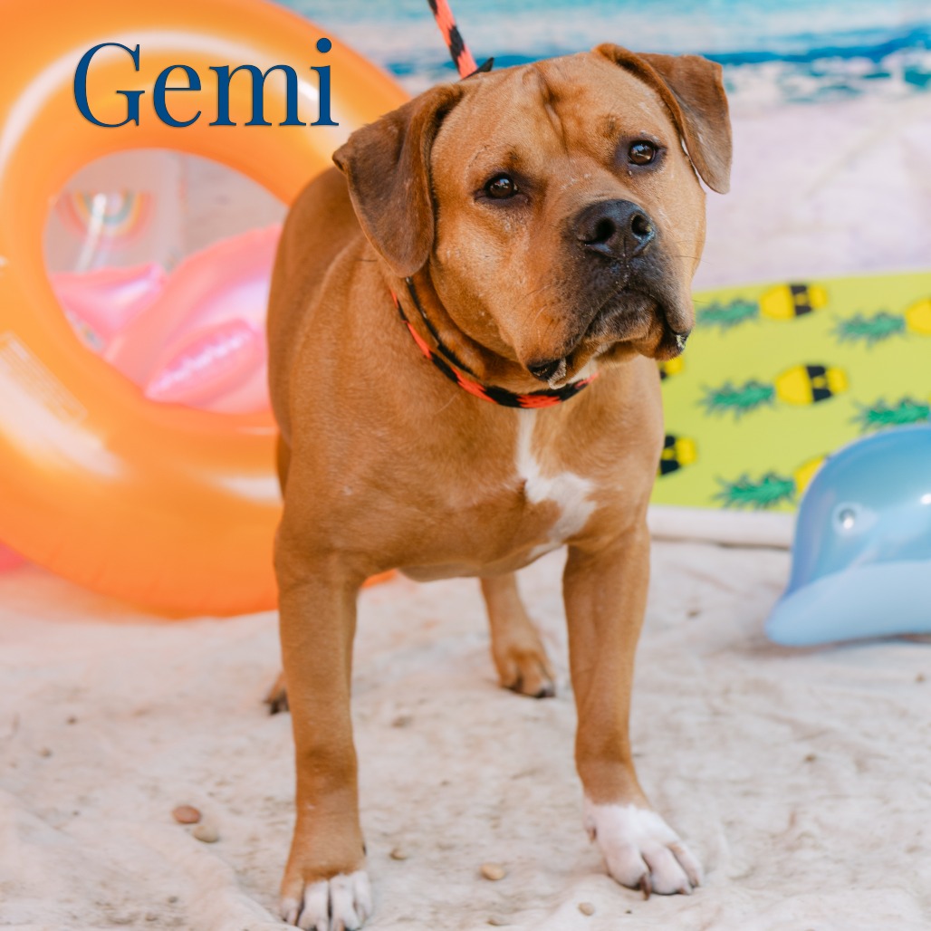 Shelter Stray Male Dog last seen , Animal Care & Control Team of Philly, 111 W Hunting Park Ave, Philadelphia, PA 19140, USA
