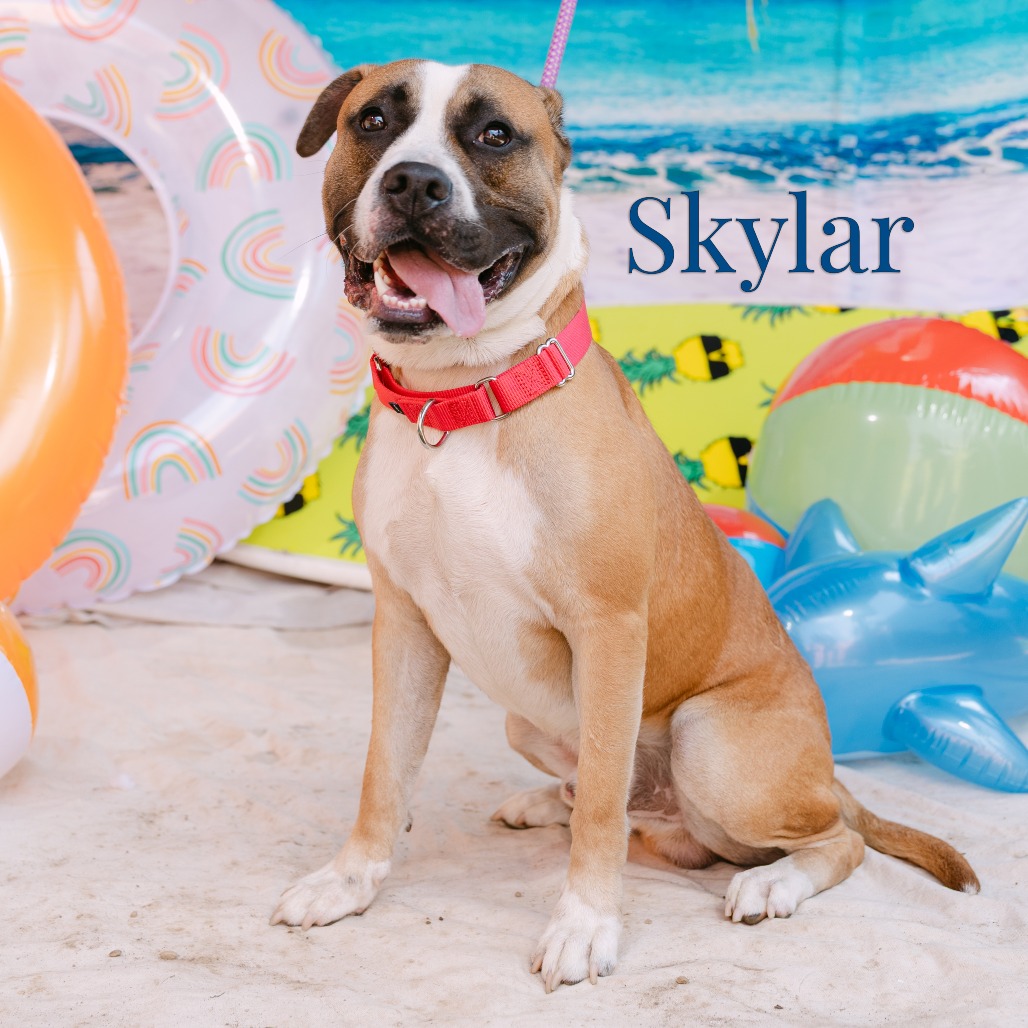 Shelter Stray Male Dog last seen , Animal Care & Control Team of Philly, 111 W Hunting Park Ave, Philadelphia, PA 19140, USA