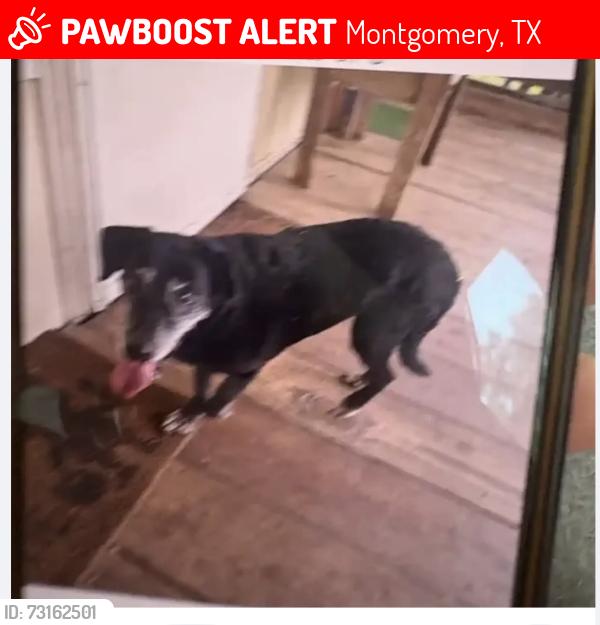Lost Female Dog last seen shady oaks, Montgomery, TX 77316