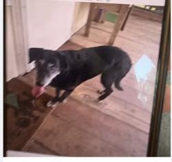 Lost Female Dog last seen shady oaks, Montgomery, TX 77316