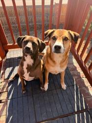 Reunited Unknown Dog last seen Peterson and Stetson Hills, Colorado Springs, CO 80922