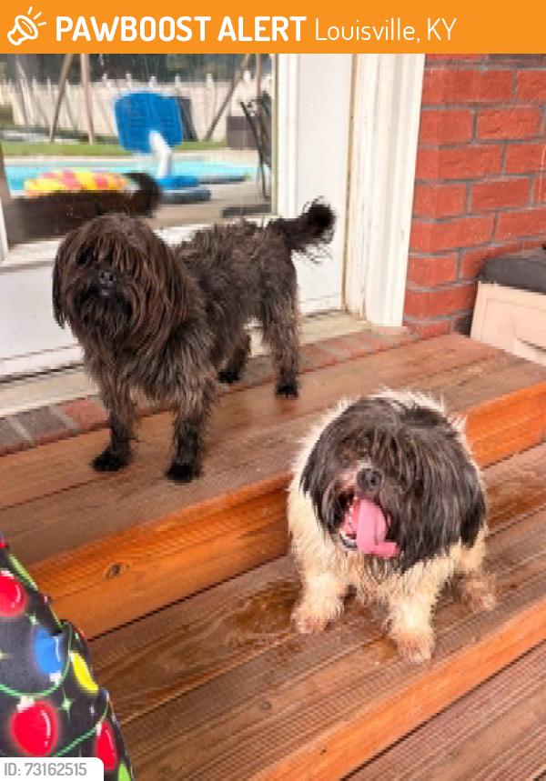 Found/Stray Female Dog last seen Near PRP highschool, Louisville, KY 40258