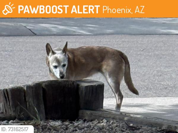 Found/Stray Unknown Dog last seen W Myrtle Ave &N 22nd Dr, Phoenix, AZ 85021