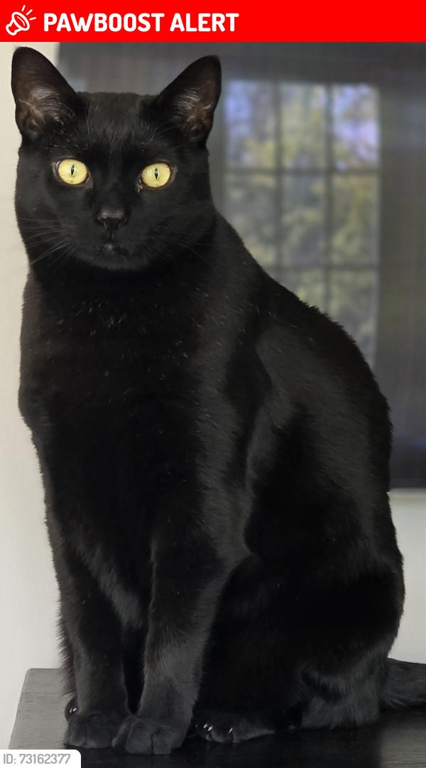 Lost Male Cat last seen The Willows Park, Newtown Square, PA 19073