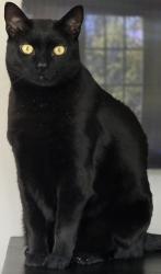 Lost Male Cat last seen The Willows Park, Newtown Square, PA 19073