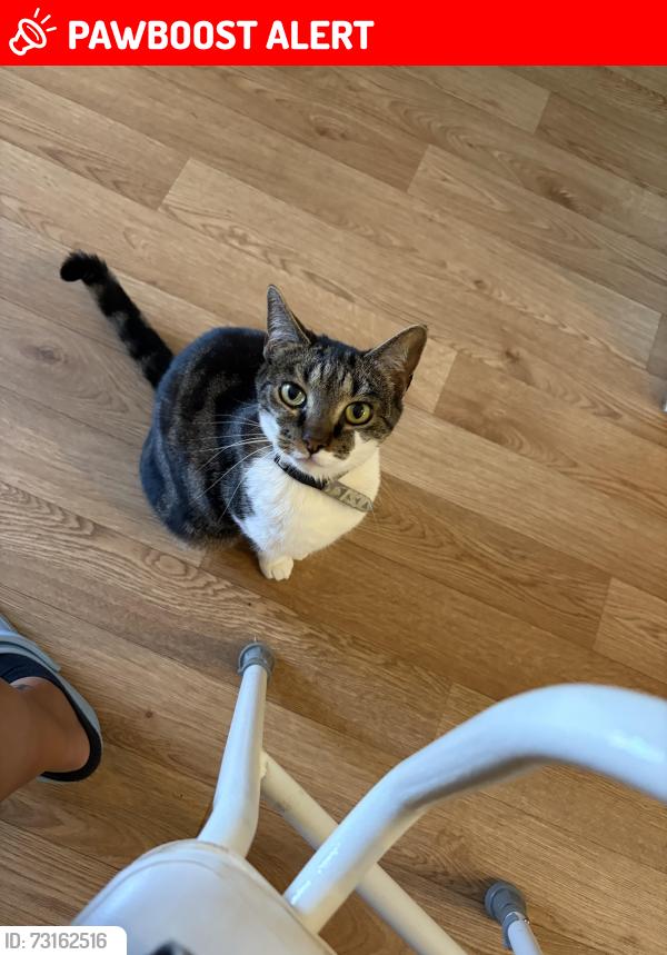Lost Female Cat last seen Escaped through window on Prestwick close, Bletchley, England MK3 7RQ